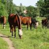 dolni_pocernice-16
