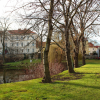 stare_dablice-52 stare_dablice-52