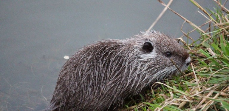 Nutrie v honbě za potravou