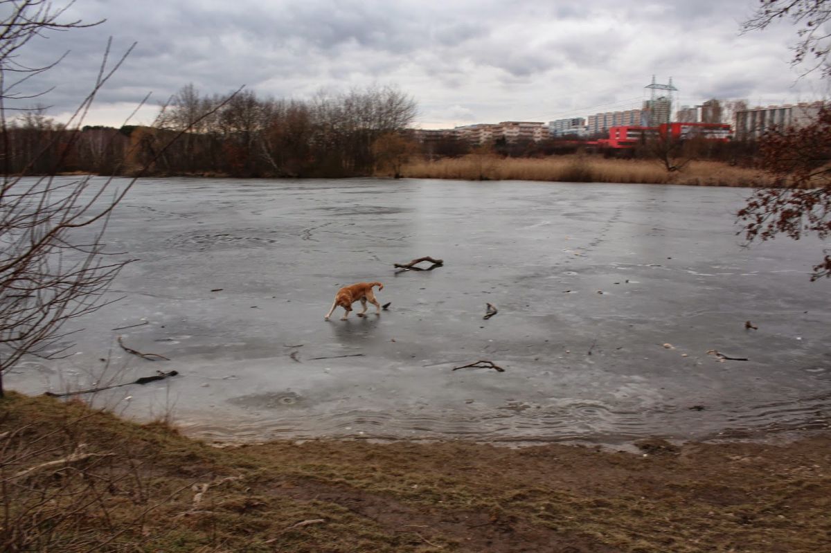 Pes na ledu na Milíčovském rybníku